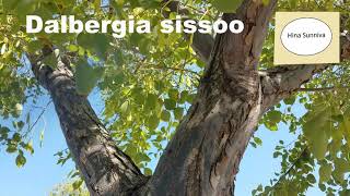 Dalbergia sissoo India Rosewood Sheesham tree [upl. by Adnoryt]