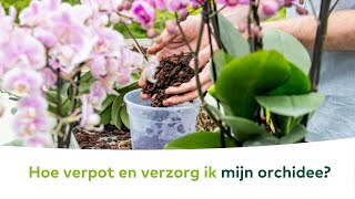 KAMERPLANTEN  Hoe verpot en verzorg ik mijn orchidee [upl. by Ellon]