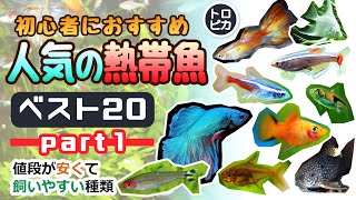 初心者におすすめ！人気の熱帯魚ベスト20！【その①】 [upl. by Nwahser]