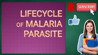 Life cycle of Malaria Parasite Life cycle of Plasmodium [upl. by Elleirda788]