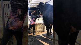 Holstein Friesian bull weighing over 1400 kg at Brownies Ranch [upl. by Berkin473]