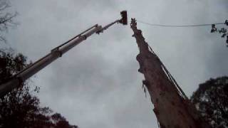 Cherry picker 60 Metre Bucket Truck serious big tree cutting and tree removal [upl. by Lesnah]