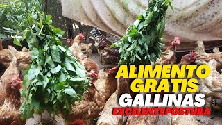 MEJORA la POSTURA ALIMENTO GRATIS Para GALLINAS PONEDORAS [upl. by Winny]