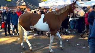 Pferdemarkt ZUIDLAREN Paardenmarkt in Holland NL 17102023 Teil 2 [upl. by Goldstein726]