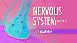 The Nervous System Part 3  Synapses Crash Course Anatomy amp Physiology 10 [upl. by Nnairret]