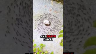 The Terrifying Reality of ‘Ant DEATH Circles’ [upl. by Garvey]