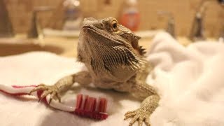 BEARDED DRAGON HYGIENE 101  Grooming [upl. by Hagile]