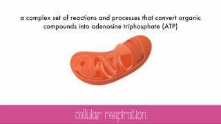 Cellular Respiration [upl. by Lowry822]