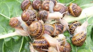 SNAIL FARMING IN AUSTRALIA  Freerange [upl. by Zolnay]