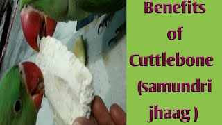 Benefits Of Cuttlebone For Parrots  Parrot Ke Liye Samundri Jhaag Ke Faayde cuttlebone alexander [upl. by Obmar]