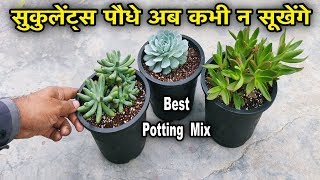 जानिए क्यों आप के सुकुलेंट्स पौधे सुख जाते है  Succulent Tips for Beginners  Succulent Potting Mix [upl. by Sven371]