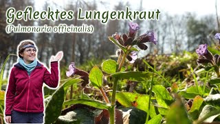 Geflecktes Lungenkraut Pulmonaria officinalis  Artenporträt Merkmale  Ökologie  Wissenswertes [upl. by Aleras67]