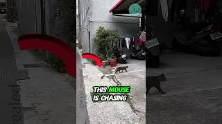 Mouse chasing cat 🐀🐀amazingfacts facts [upl. by Chev]