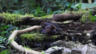 Goldenwinged Laughingthrush  Vietnam 2023 [upl. by Attennaej]