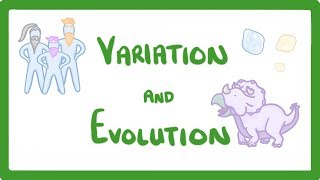 GCSE Biology  Variation and Evolution 68 [upl. by Llemert]