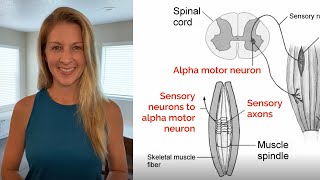 What is the Stretch Reflex Myotatic Reflex Why Doesnt Static Stretching Work [upl. by Einoj]