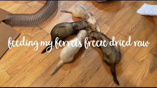 Feeding My Ferrets FreezeDried Raw [upl. by Marsiella]