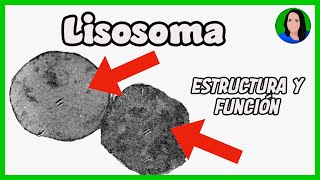 Lisosomas  Célula eucariota Estructura y función [upl. by Lauro]