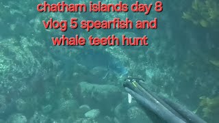 Chatham islands day 8 vlog 5 spearfish and whale teeth hunt [upl. by Remat]