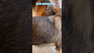 germanshepherd working lineampshowline meet each other💕🥰plssubscribe for more videosty😘 [upl. by Dwane]