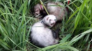 Ferret picknick snack [upl. by Mcgrath]