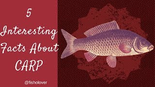 Fisholover Fact 006  Five Interesting Facts About Carp [upl. by Belldame208]