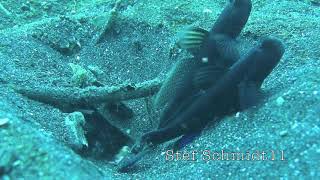 Lembehstreet Pistolenkrebs Snapping Shrimp Shrimgoby [upl. by Garett793]