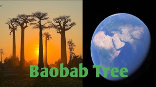 I DISCOVERED a HIDDEN Baobab Tree on Google Earth [upl. by Darees550]