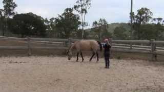 How to teach a horse to lay down naturally without ropes  Tutorial [upl. by Arahs]