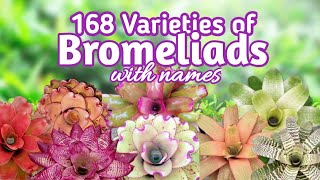 168 Bromeliad Varieties with Names I PlantFactory [upl. by Tullius898]