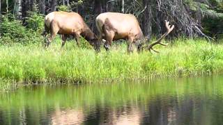 wapiti nothern elk Zoo sauvage de St Félicien [upl. by Abbye]