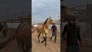 Beautiful And Unique Colour Horse In Sarangkheda Horse market  Chetak Festival Sarangkheda 2023 [upl. by Deehan]