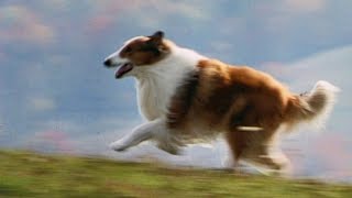 Lassie 1994 ORIGINAL TRAILER HQ [upl. by Wallace]