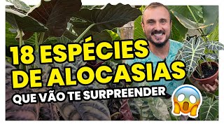 Conheça 18 espécies de ALOCASIAS para cultivar  Decoração e Jardinagem [upl. by Nirehtak574]