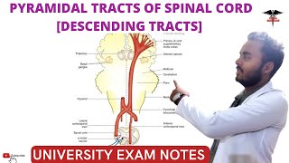 Descending Tracts of Spinal Cord  Pyramidal Tracts CNS Physiology [upl. by Hart]