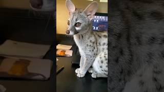 Genet shorts animals pets [upl. by Rednaskela]