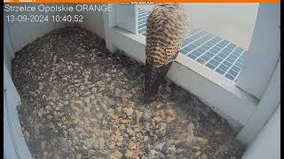 Strzelce Opolskie Orange PL Kestrels Its raining Female on doorstep  departure2024 09 13 10 39 [upl. by Trbor]