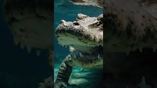 Os crocodilos pertencem à ordem Crocodylia um grupo que se originou dos dinossauros [upl. by Ahsiki]