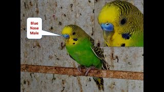 How to Identify Male and Female in Lovebirds [upl. by Aikemahs]