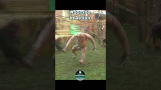 Jambo In Action shorts hairlesschimp [upl. by Aiyotal]