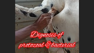 treatment of protozoal ampbacterial in cow treatment of trypanosoma treatment of Anaplasmosi [upl. by Alletsyrc]