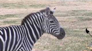 quotWhy dont we ride zebrasquot Childrens Documentary [upl. by Frans]