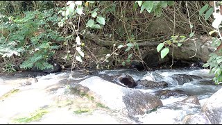 Beautiful Tropical River Sound With Relax and Calming Nature  Soothing Stream Sounds Flowing S9 [upl. by Klenk]