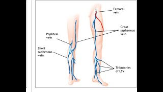 GREAT SAPHENOUS OR LONG SAPHENOUS VEINANATOMY IN TAMIL WITH NOTES [upl. by Nanahs]