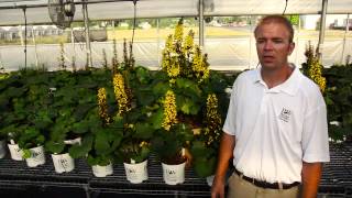 Bottle Rocket Ligularia from Proven Winners [upl. by Halian]