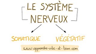 NEUROSCIENCES EN DESSINS  Système nerveux somatique et végétatif [upl. by Hui]