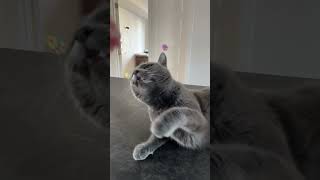 Tarmac the Cat being playful catvideos russianbluecatvlog catplaying [upl. by Nuajed]