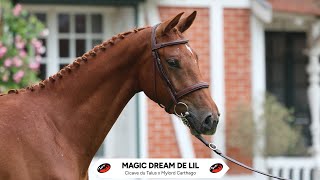 N°16 MAGIC DREAM DE LIL  PAILLOT EQUESTRIAN AUCTION  14 July 2024 [upl. by Anitnerolf]