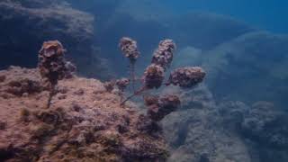 Snorkeling off the public Beach Pereybere Mauritius [upl. by Regine]