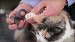 How to Safely Trim a Cats Nails  Vet Tutorial [upl. by Erdied]